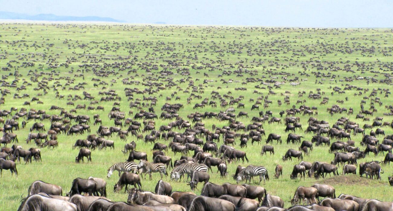 Great-Wildebeest-Migration
