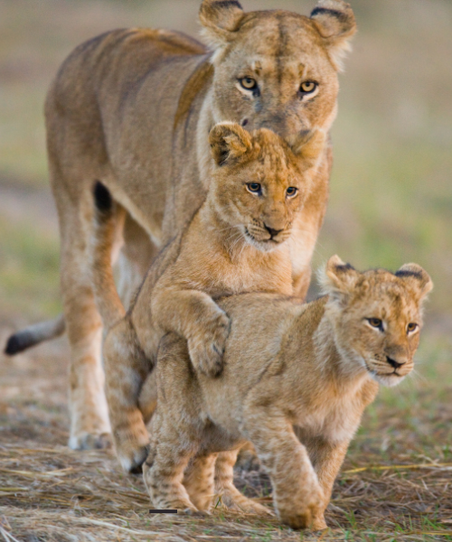 4-Days Amazing Tarangire , Serengeti and Ngorongoro