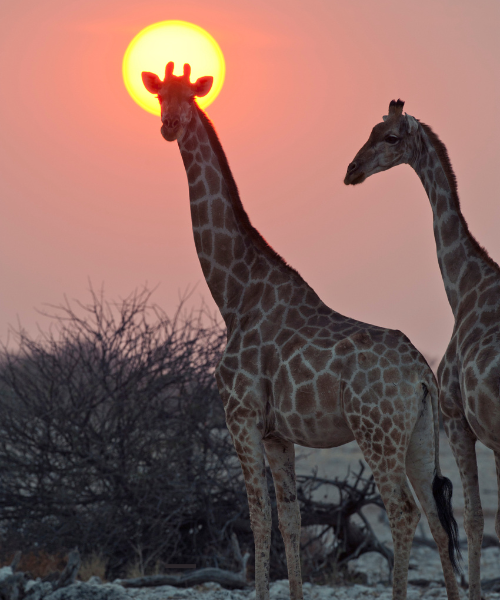 3-Days With African Chitah Serengeti & Ngorongoro
