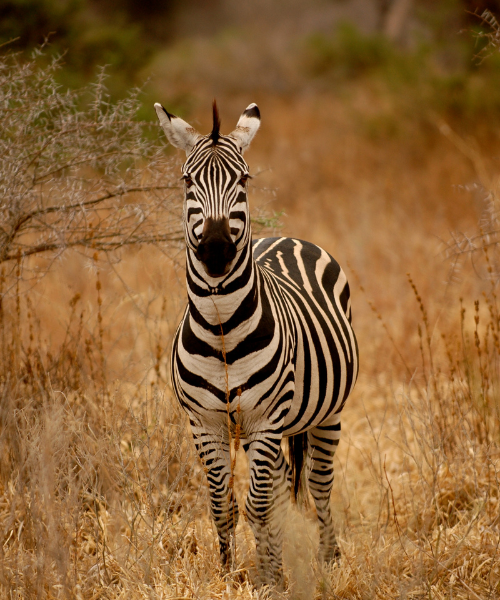 5-Days Tarangire , Serengeti and Ngorongoro