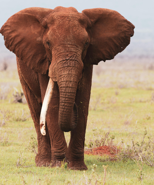 5-Day Great Tarangire ,Lake Manyara Serengeti Ngorongoro