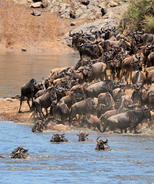 4-Days Serengeti and Ngorongoro
