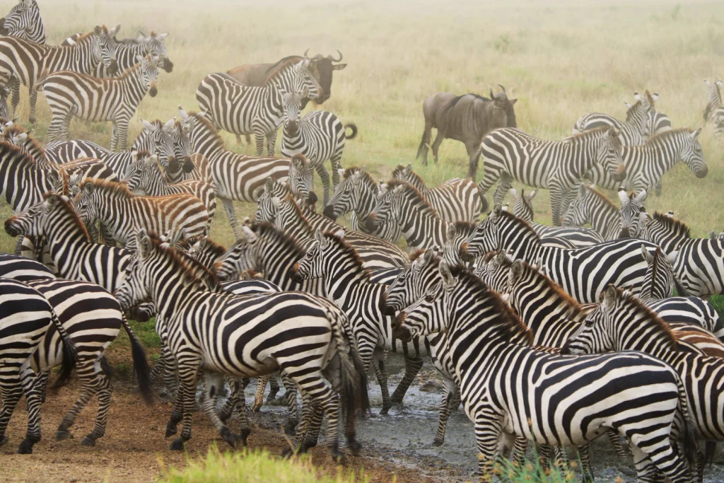 10 Days Kenya & Tanzania Safari