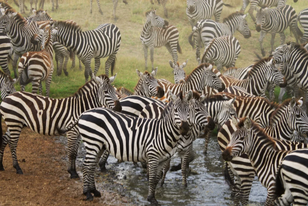 4-Day Tarangire, Serengeti & Ngorongoro Safari