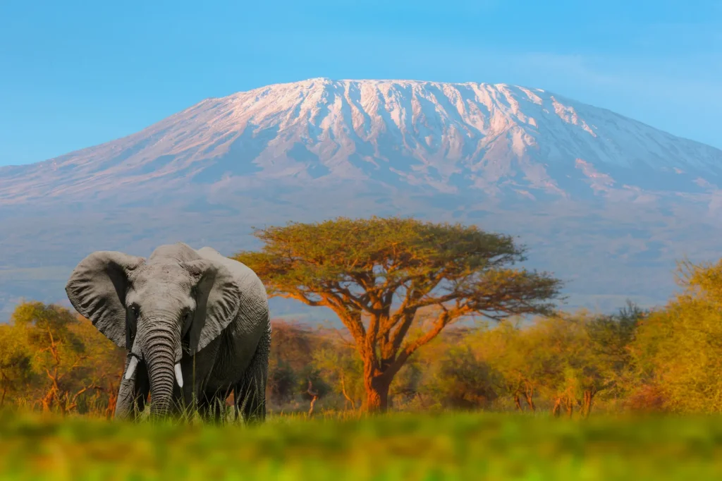 Tanzania Safari by African Chitah Limited