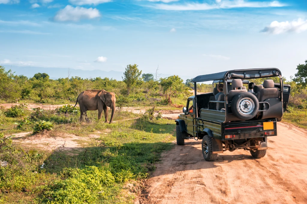 Tanzania Safari by African Chitah Limited