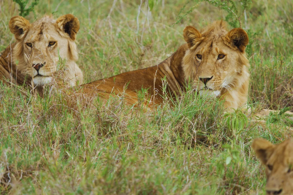 5-Day Tarangire, Serengeti & Ngorongoro Safari