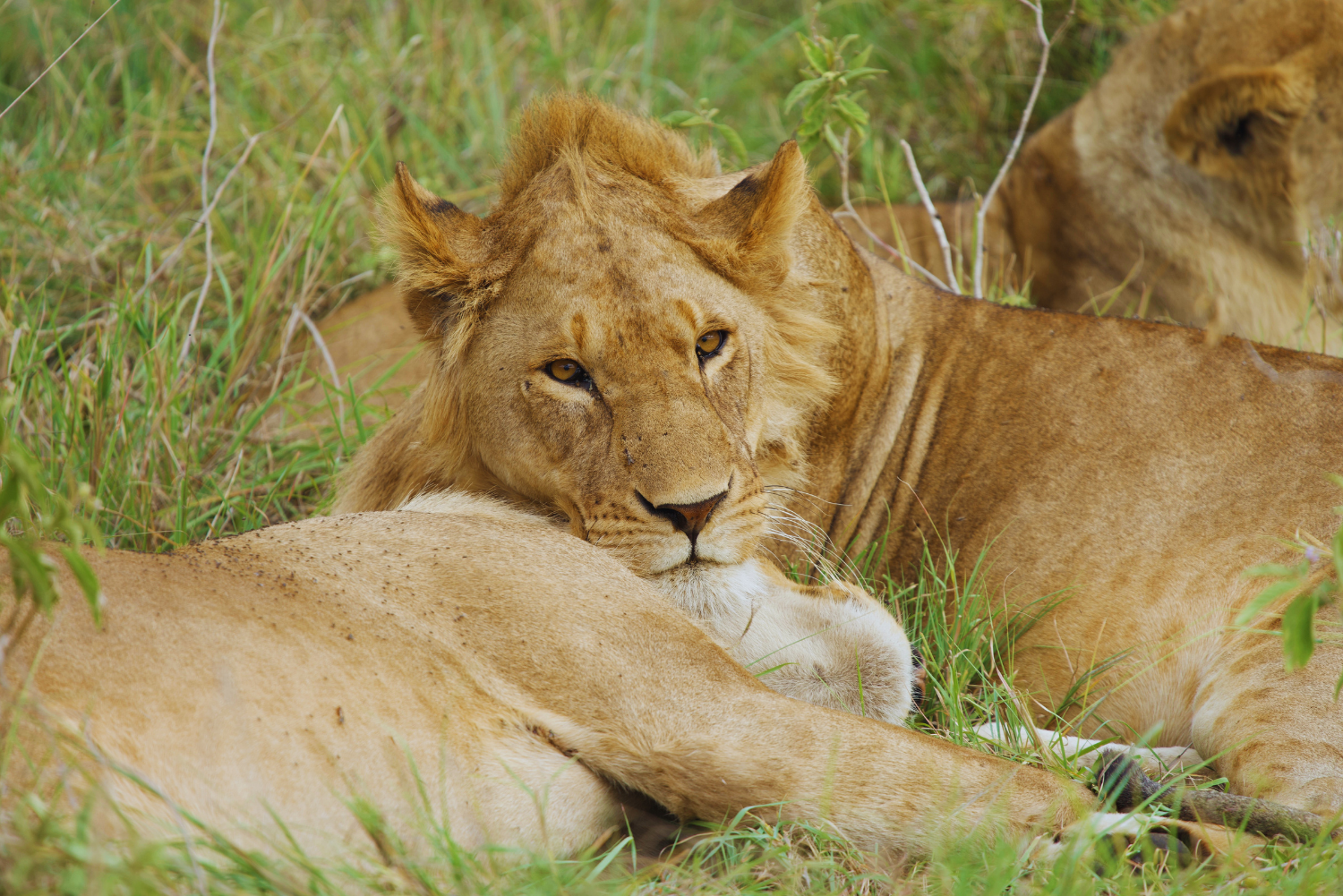 3-Day Serengeti & Ngorongoro Safari