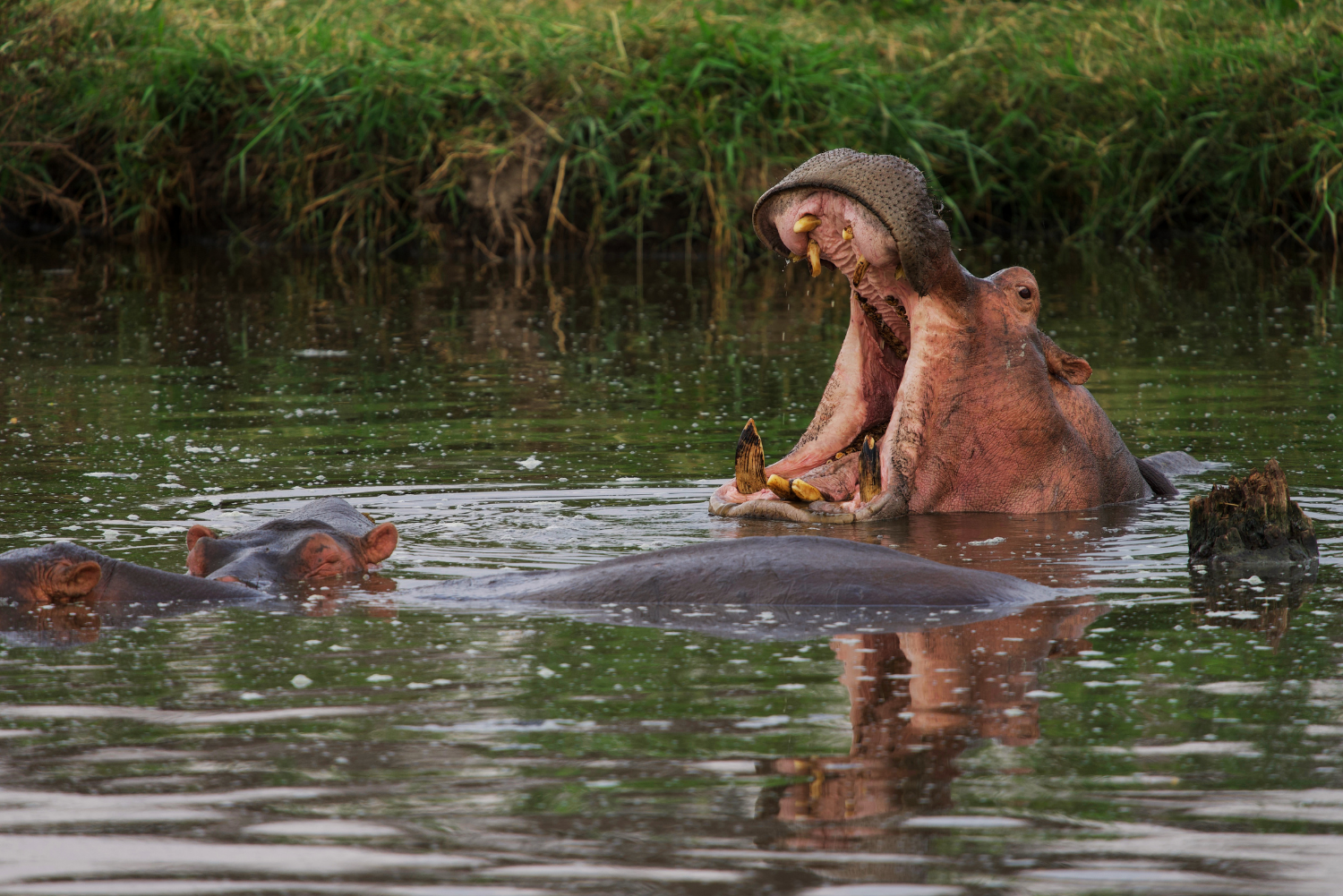 10-Day Northern Circuit Tanzania Safari