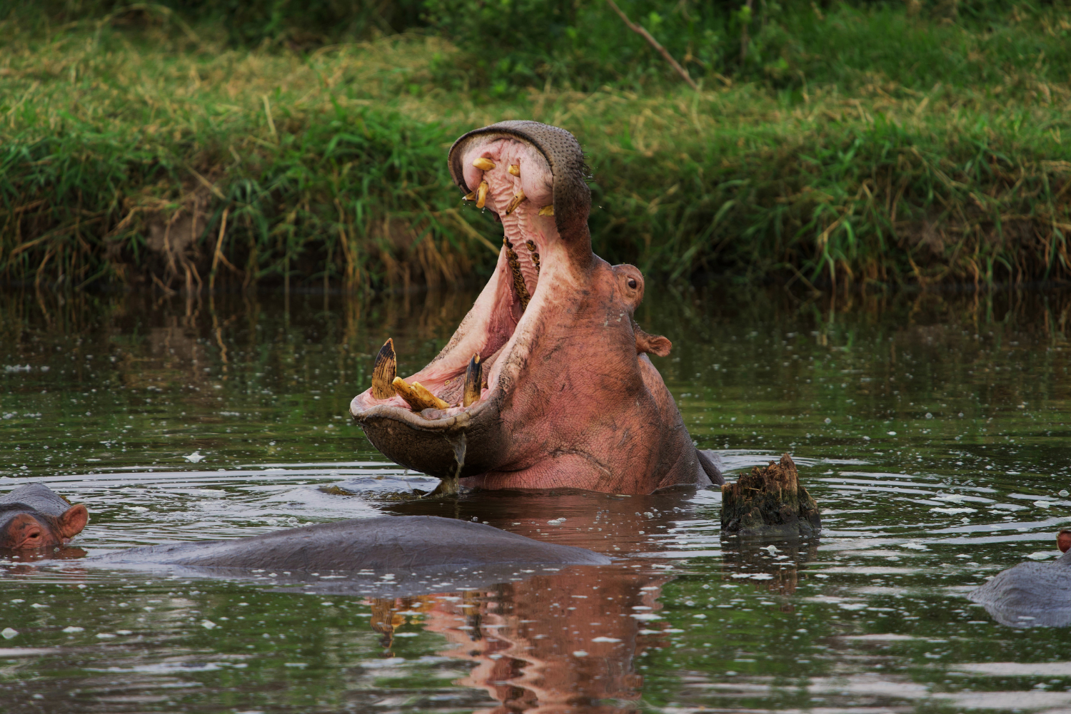 10-Day Northern Circuit Tanzania Safari