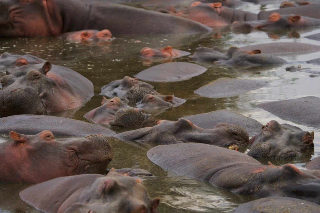 10-Day Northern Circuit Tanzania Safari