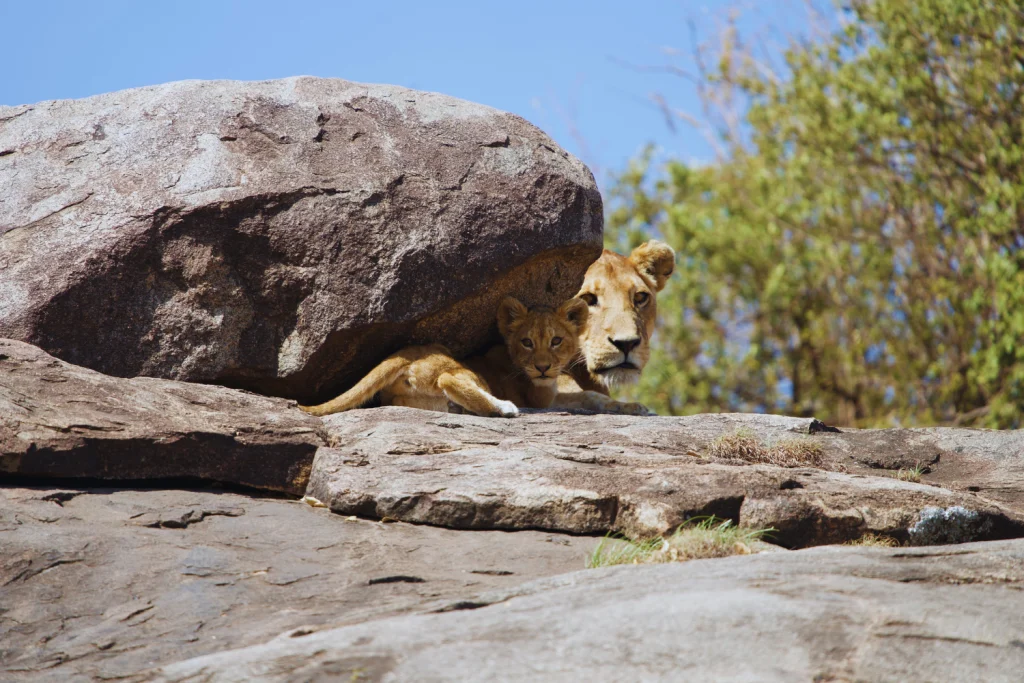 3-Day Serengeti & Ngorongoro Safari