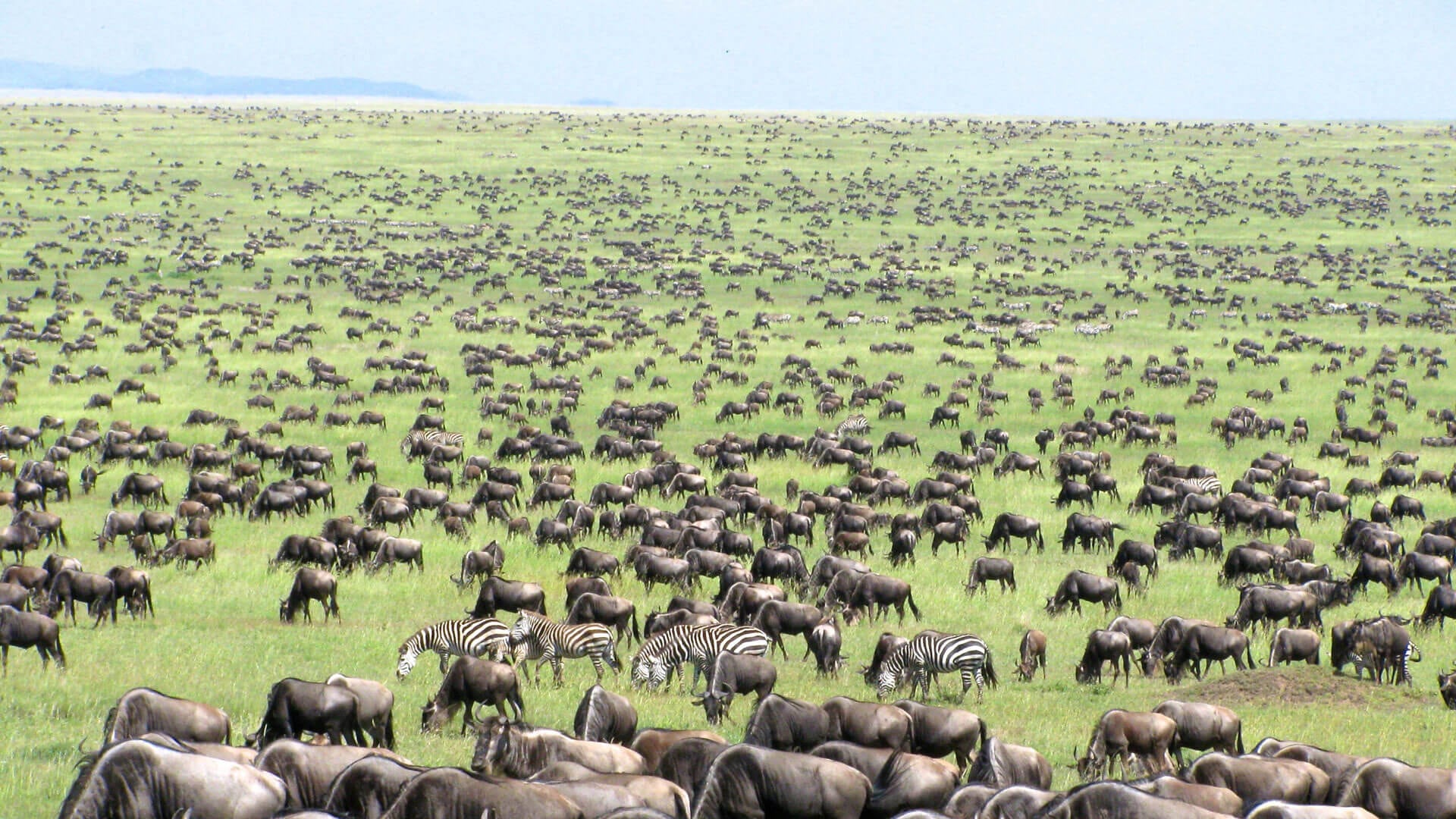 6-Days Safari of Wildebeest Migration Viewing