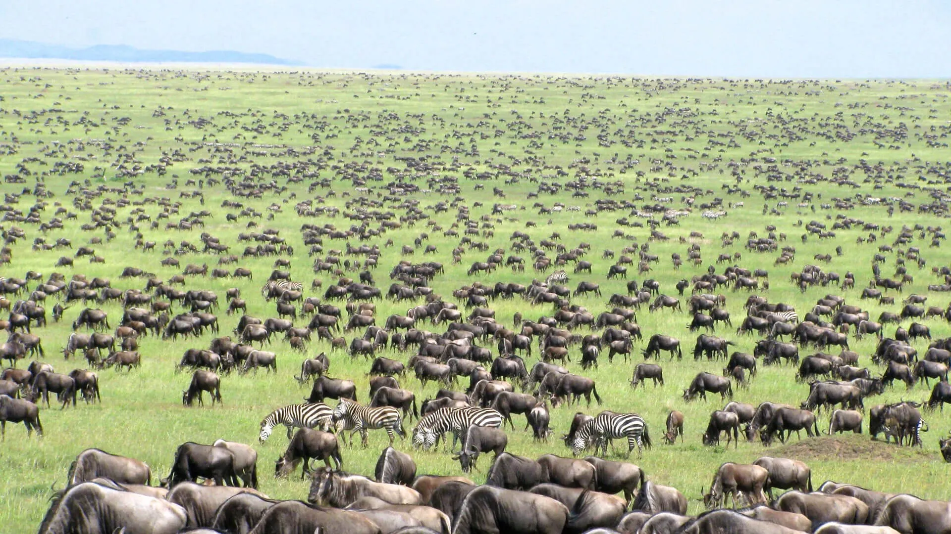 6-Days Safari of Wildebeest Migration Viewing