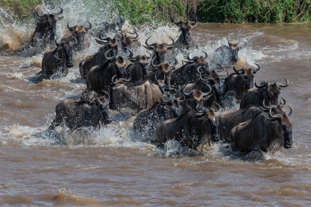 Serengeti Great Migration Safari 5 Days 3