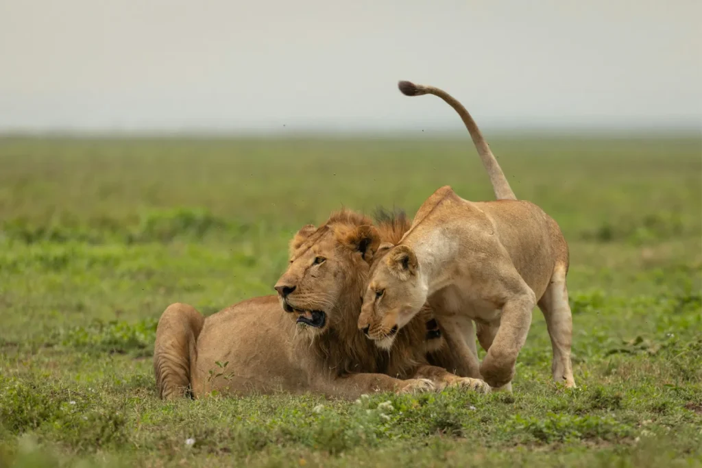 3-Day Serengeti & Ngorongoro Safari