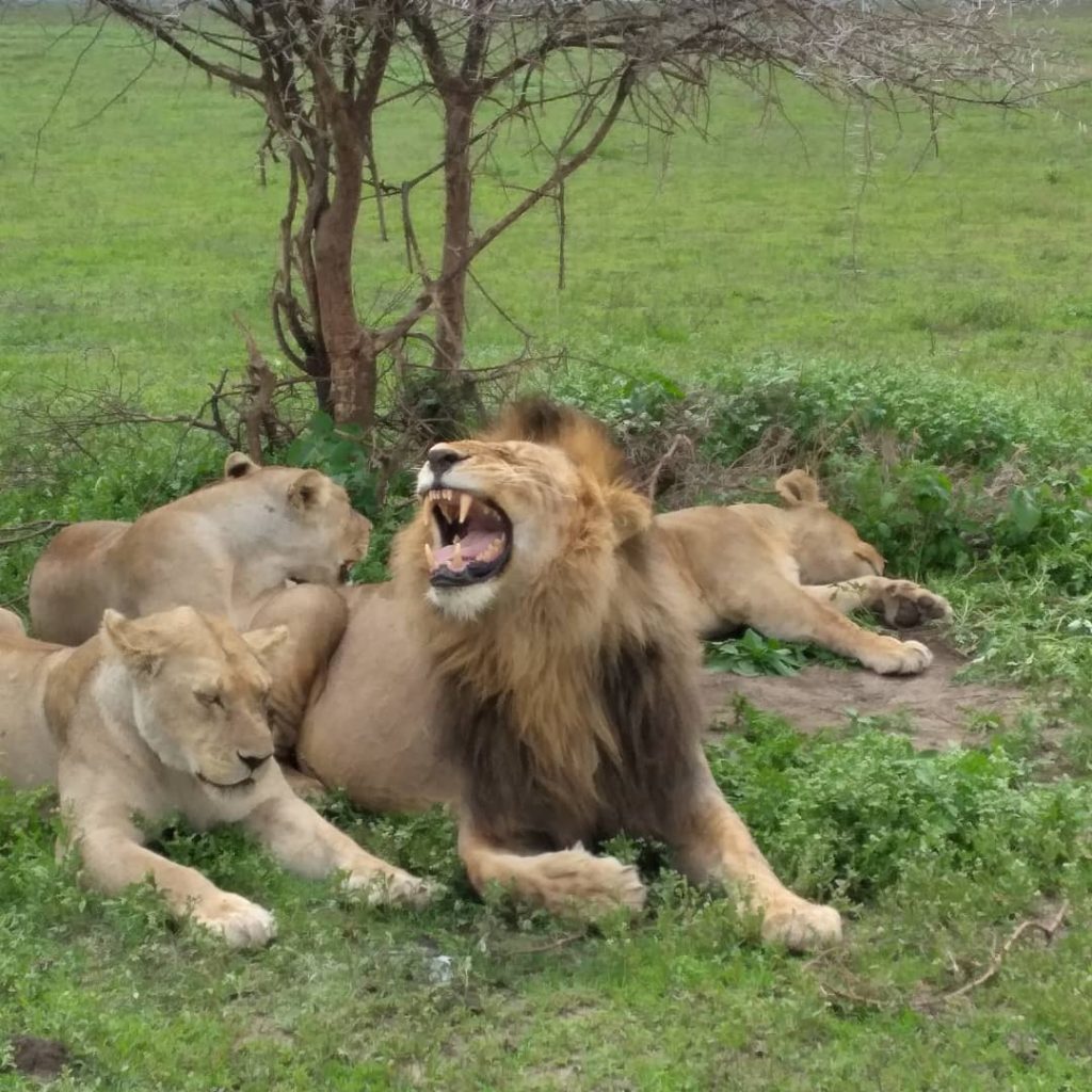 4-Days Zanzibar, Serengeti, Ngorongoro Safari