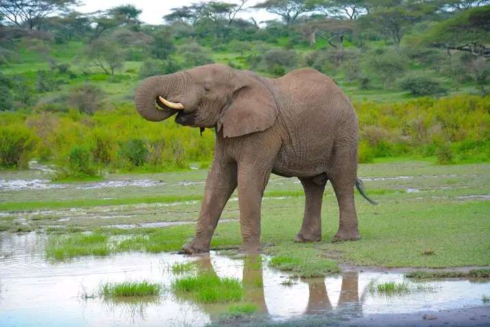 4 days Fly from Zanzibar to Tarangire