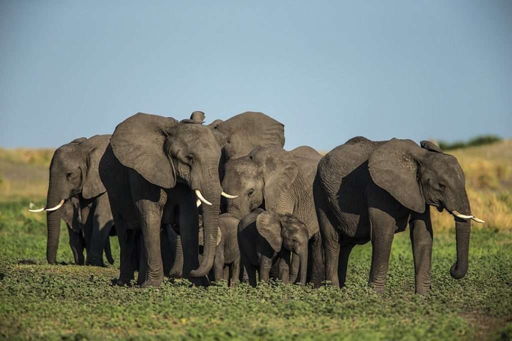 4 days Fly from Zanzibar to Tarangire