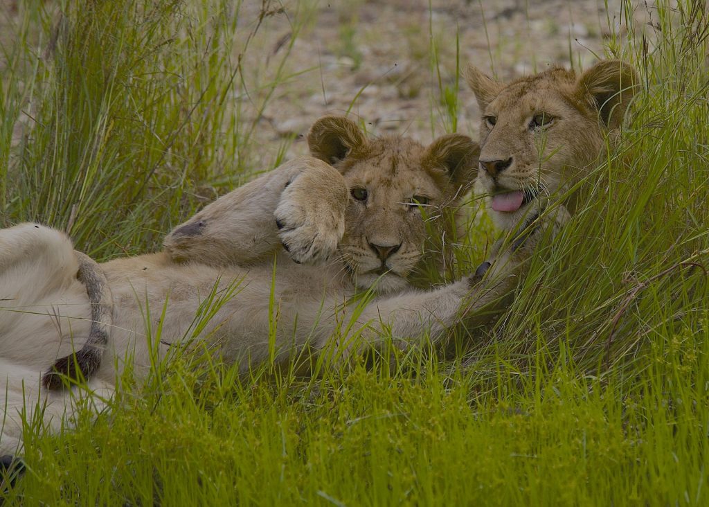 5-Day Tarangire, Lake Manyara, Serengeti & Ngorongoro Safari