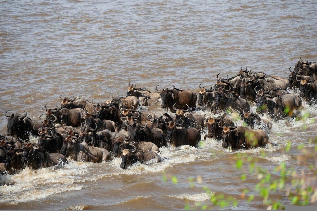 10-Day Northern Circuit Tanzania Safari