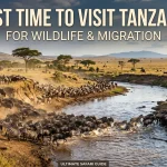 Best Time to Visit Tanzania for Wildlife & Migration