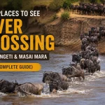 Best Places to See River Crossing in Serengeti & Masai Mara (2026 Complete Guide) Best Places to See River Crossing in Serengeti & Masai Mara (2026 Complete Guide)