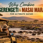 Why Combine Serengeti & Masai Mara for Ultimate Safari
